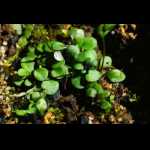 Genlisea hispidula Pflanze