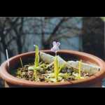 Pinguicula vallisneriifolia