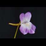 Blüte von Pinguicula vallisneriifolia