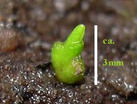 Abb. 3: austreibende Brutknospe nach einem Monat
(c) Georg Stach
