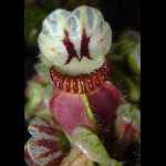 Krug mit hochstehendem Deckel