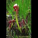 Darlingtonia californica am Naturstandort