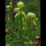 Darlingtonia californica am Naturstandort