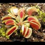 Dionaea muscipula \