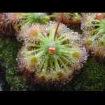 Drosera callistos