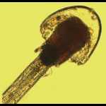 vergrößerte Tentakel