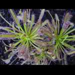 Pflanzen von Oben mit Beute