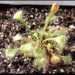 Drosera collinsiae - Jungpflanze