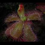 Drosera cuneifolia, Rosette