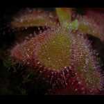 Drosera cuneifolia, Detailaufnahme