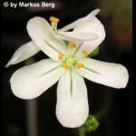 Drosera derbyensis