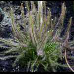 Pflanzen im Moorbeet