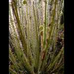 D. filiformis in Kultur