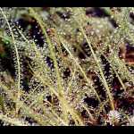 Drosera filiformis