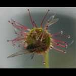 Drosera menziesii