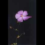 Blüte von Drosera menziesii