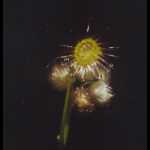 Blütenknospen von Drosera menziesii