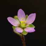 Drosera pilosa