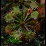 Drosera pilosa