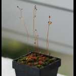 Drosera pilosa