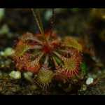 Drosera pilosa