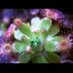 Drosera pulchella mit Brutschuppen(1)