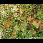 Pflanzen im Freiland (Sachsen)