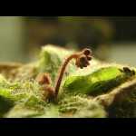 Blütenstiel von Drosera schizandra