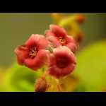 Blüte von Drosera schizandra