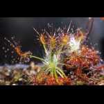 D. scorpioides von der Seite