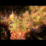 Einzelne Pflanze von der Seite