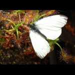 D. scorpioides mit Schmetterling