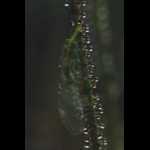 Fangblatt mit gefangener Florfliege