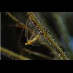 Fangblatt mit Florfliege