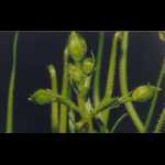 Drosophyllum lusitanicum