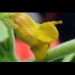 Blüte mit Klebetropfen