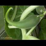 Ibicella lutea (Frucht)