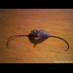 Ibicella lutea (Samenschote)