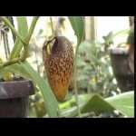 Nepenthes aristolochioides