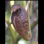 Nepenthes aristolochioides