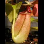 Nepenthes bicalcarata \'red\'