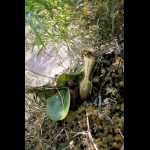 Pflanze am Naturstandort