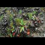 Nepenthes peltata, mehrere Pflanzen