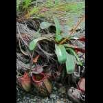 Nepenthes peltata, komplette Pflanze