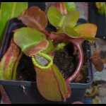 Nepenthes truncata