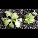 Verschiedene Rosetten von Jungpflanzen