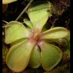 Rosette einer Jungpflanze in Kultur