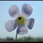 Pinguicula filifolia
