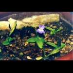 Pinguicula vallisneriifolia