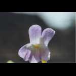 Blüte von Pinguicula vallisneriifolia
